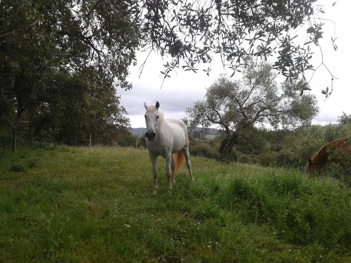 Finca La Carnicera Constantina Zewnętrze zdjęcie