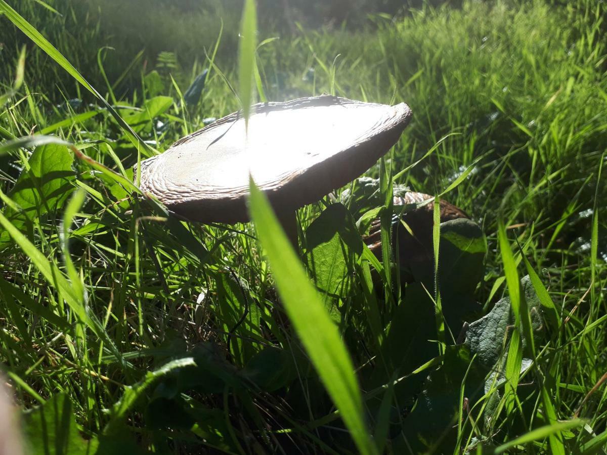 Finca La Carnicera Constantina Zewnętrze zdjęcie